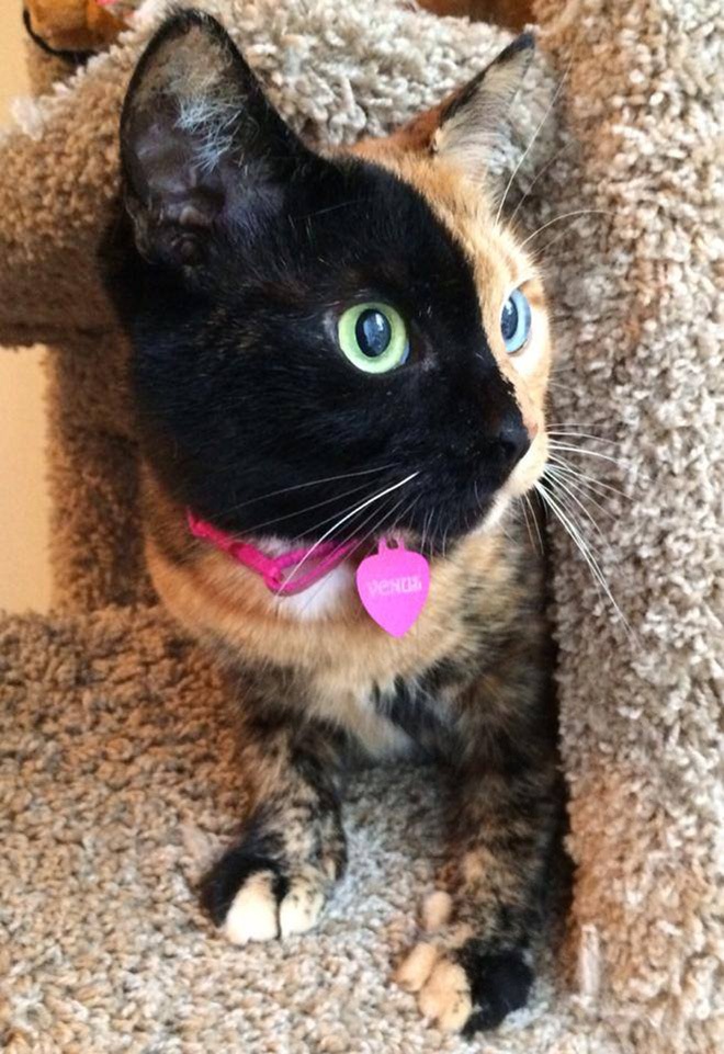 venus-two-faced-cat-18
