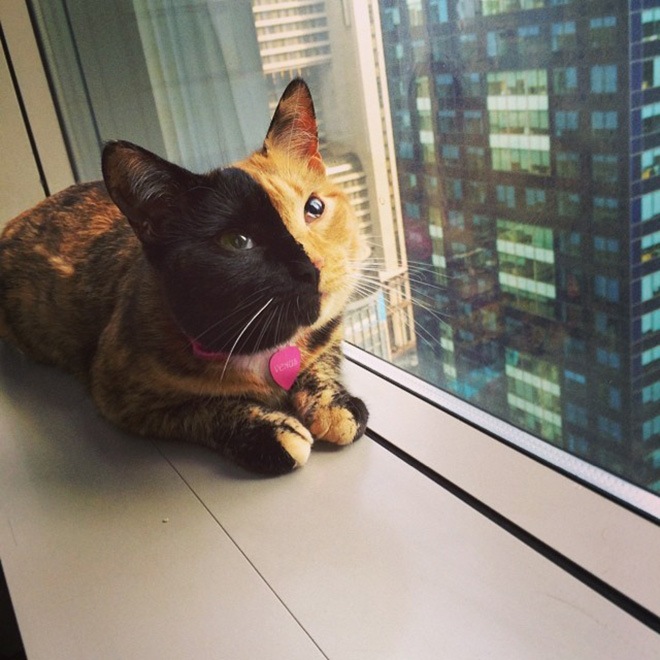 venus-two-faced-cat-20