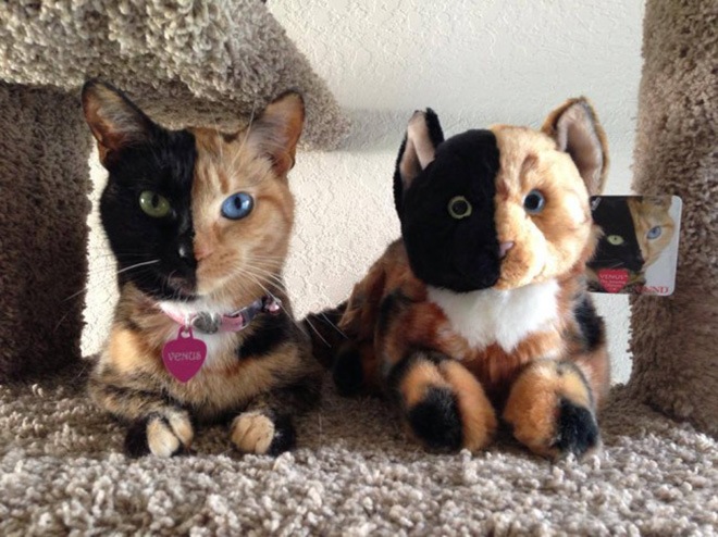 venus-two-faced-cat-3