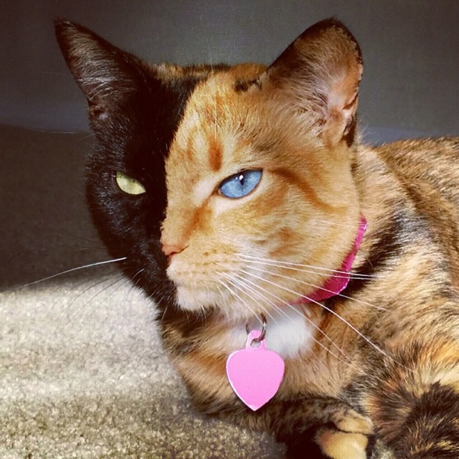 venus-two-faced-cat-4