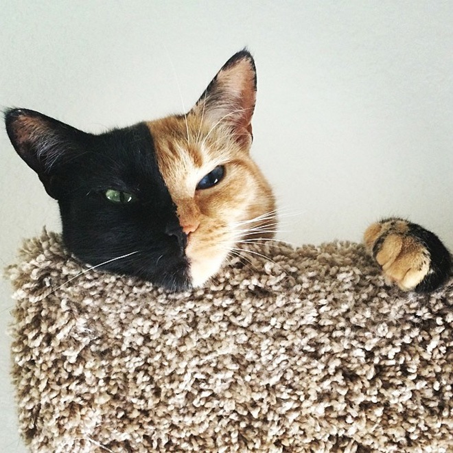 venus-two-faced-cat-5