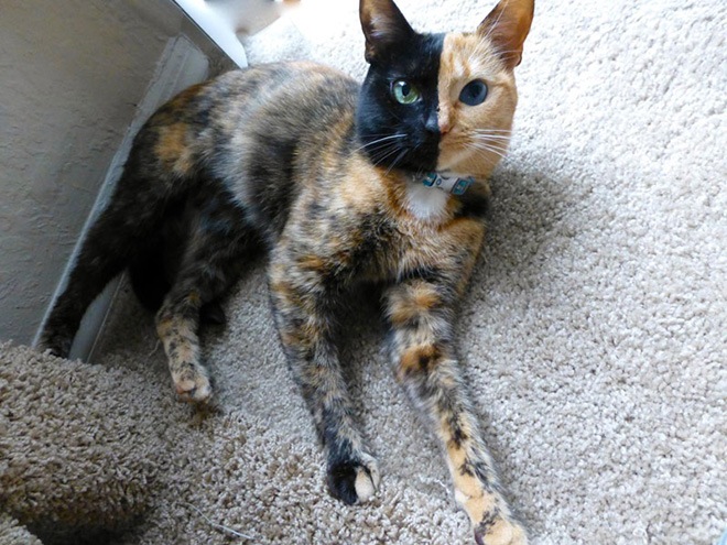 venus-two-faced-cat-6