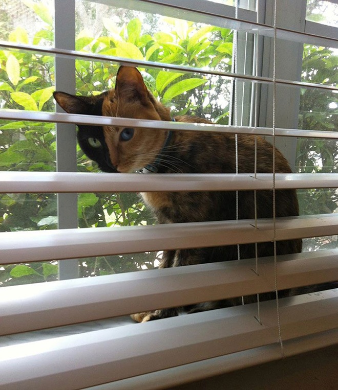 venus-two-faced-cat-7
