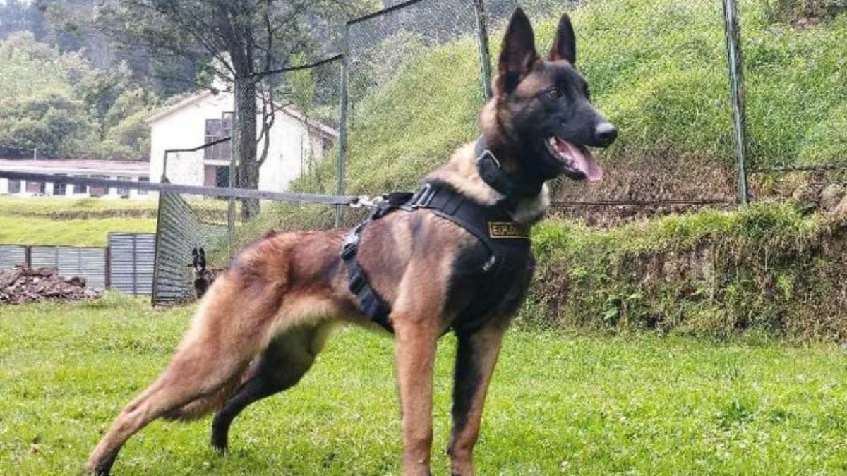 Wilson, the dog who helped find the children - Jaun News