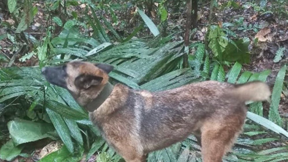 They are looking for Wilson, the dog that helped rescue the children in Colombia and who has disappeared - The Storiest
