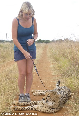 Walkies: Cheetah Experience was founded in 2006 with the sole aim of saving the cheetahs from extinction