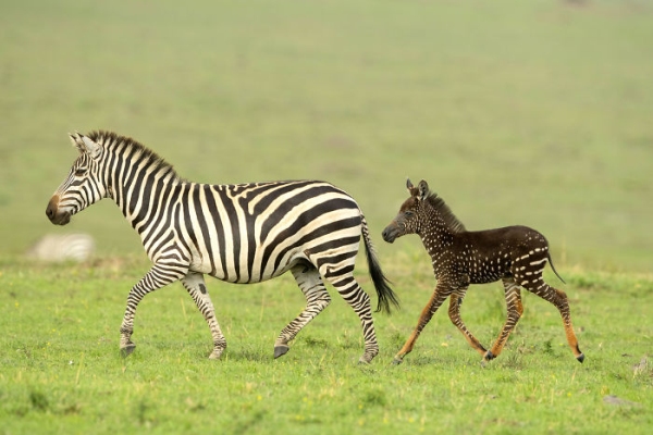  Зебра като калинка или калинка като зебра: фотограф снима нещо доста забавно в кенийски резерват 