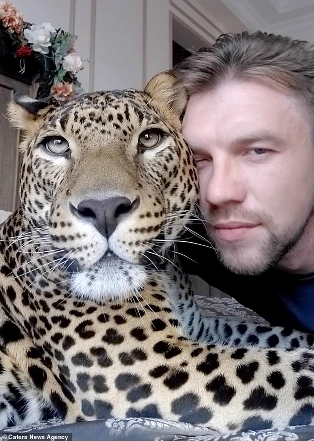Best friends: Leopard Caesar, 3, has moved in with his former zookeeper, Alexander Volkov