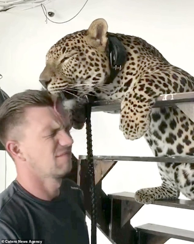 The spotted animal was cared for by Alexander for around a year before he changed his job