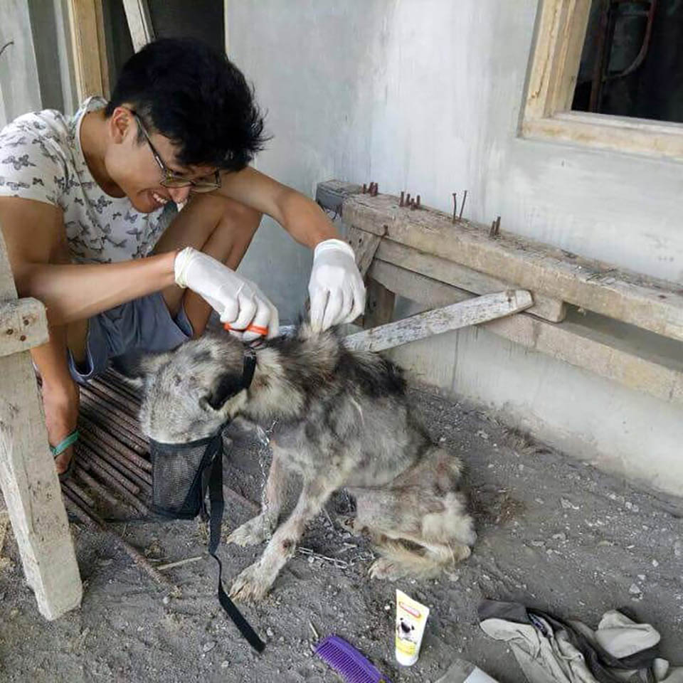 Мъж спасява недохранено хъски и го превръща в най-красивото кученце на света