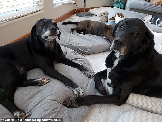 Valerie said she wants dogs to 'leave this earth knowing they were cherished'. She said the dogs at her hospice were longing to be loved