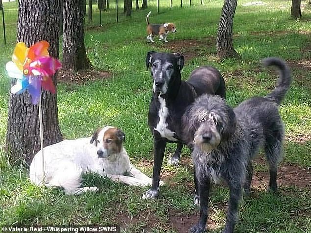 The dogs are enjoying their last years playing and relaxing on Valerie's estate. They come from other shelters or because their owners have gone into nursing homes or passed away