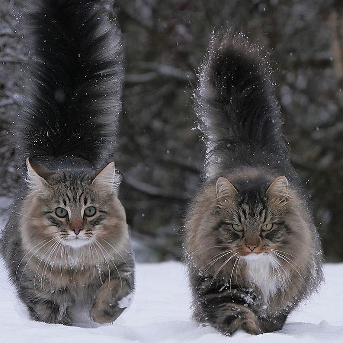 Norwegian forest cats : Sampy and Hiskias : r/aww