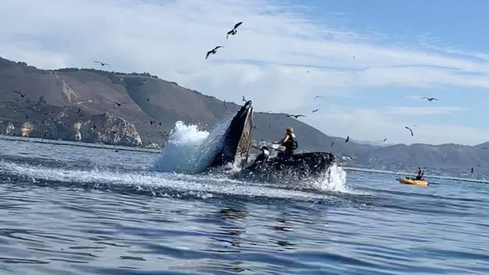 Humpback whale almost swallows kayakers near Avila Beach | KMPH