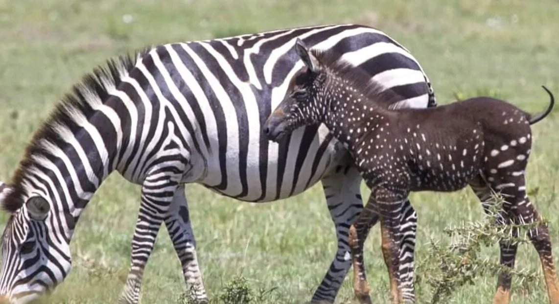 Зебрите са известни с красивите си черно бели ивици по