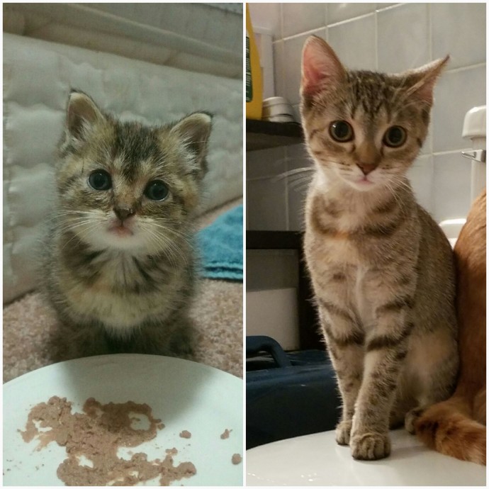 dogs-cats-before-after-adoption-01