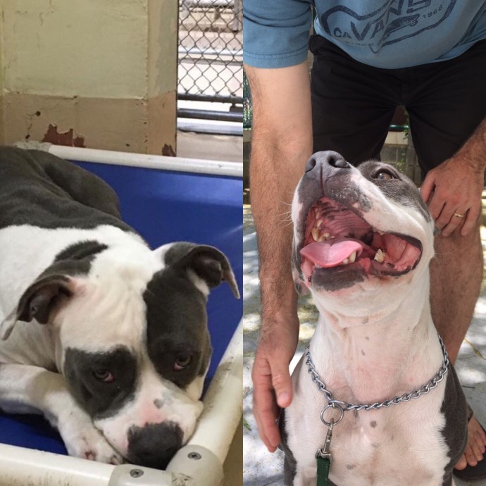 dogs-cats-before-after-adoption-02