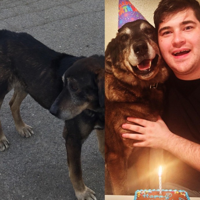 dogs-cats-before-after-adoption-04