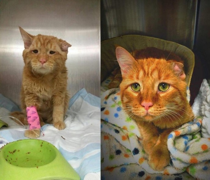 dogs-cats-before-after-adoption-05