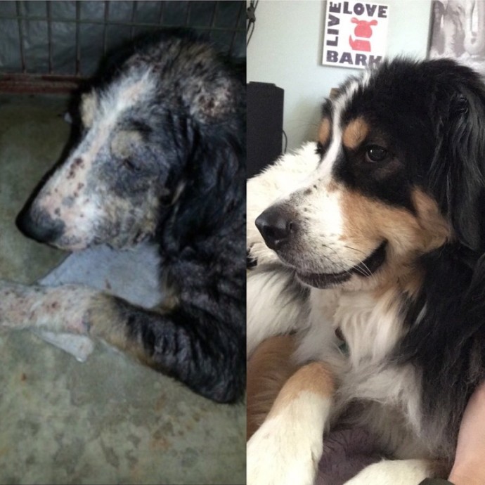 dogs-cats-before-after-adoption-07