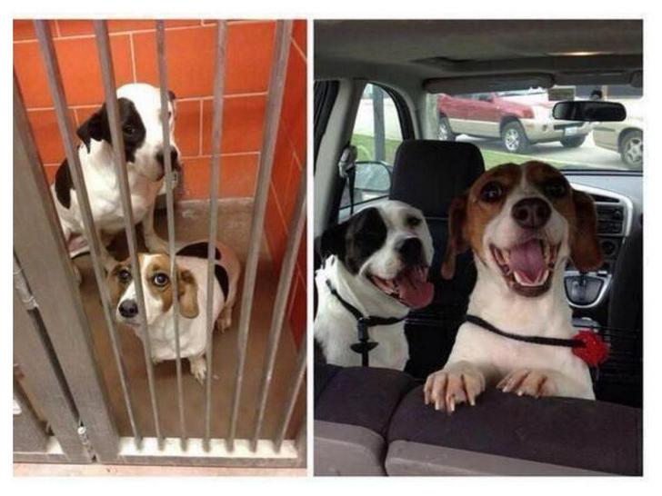 dogs-cats-before-after-adoption-09