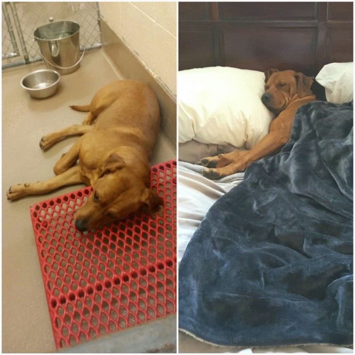 dogs-cats-before-after-adoption-11