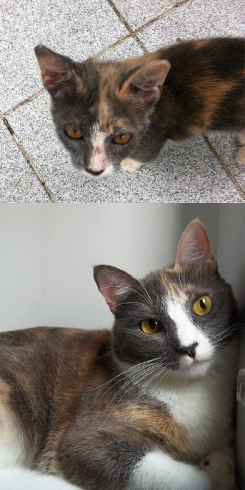 dogs-cats-before-after-adoption-13
