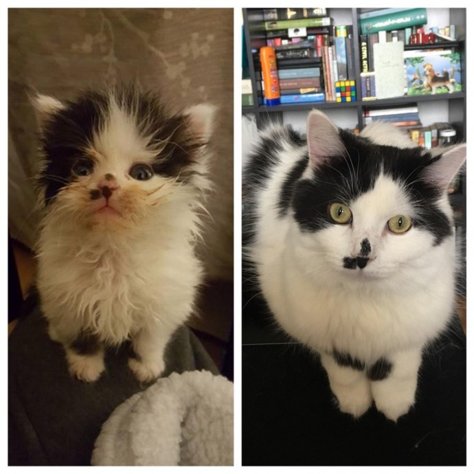 dogs-cats-before-after-adoption-14