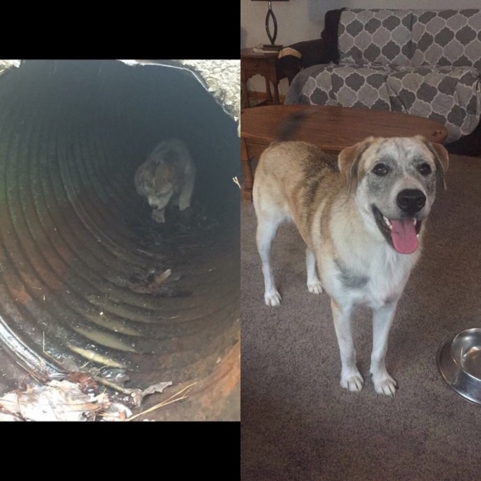 dogs-cats-before-after-adoption-19