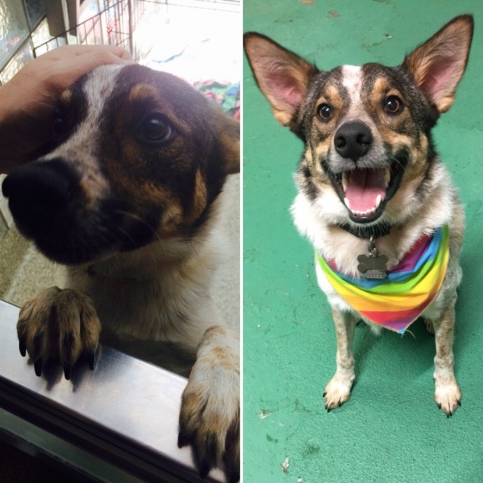 dogs-cats-before-after-adoption-20