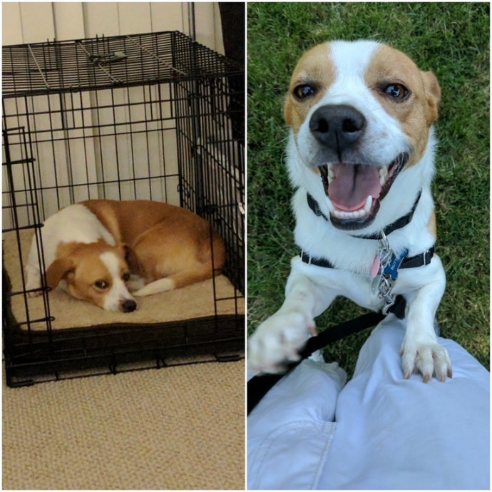 dogs-cats-before-after-adoption-21