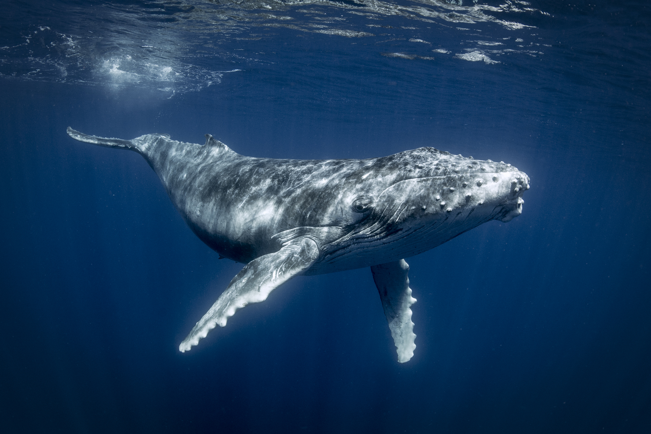 Report: 1 Whale Is Worth Thousands of Trees in Climate Fight | Time