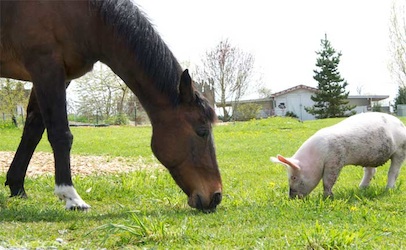 UK Stepping Up Hunt for Horse and Pig DNA in Beef | Food Safety News
