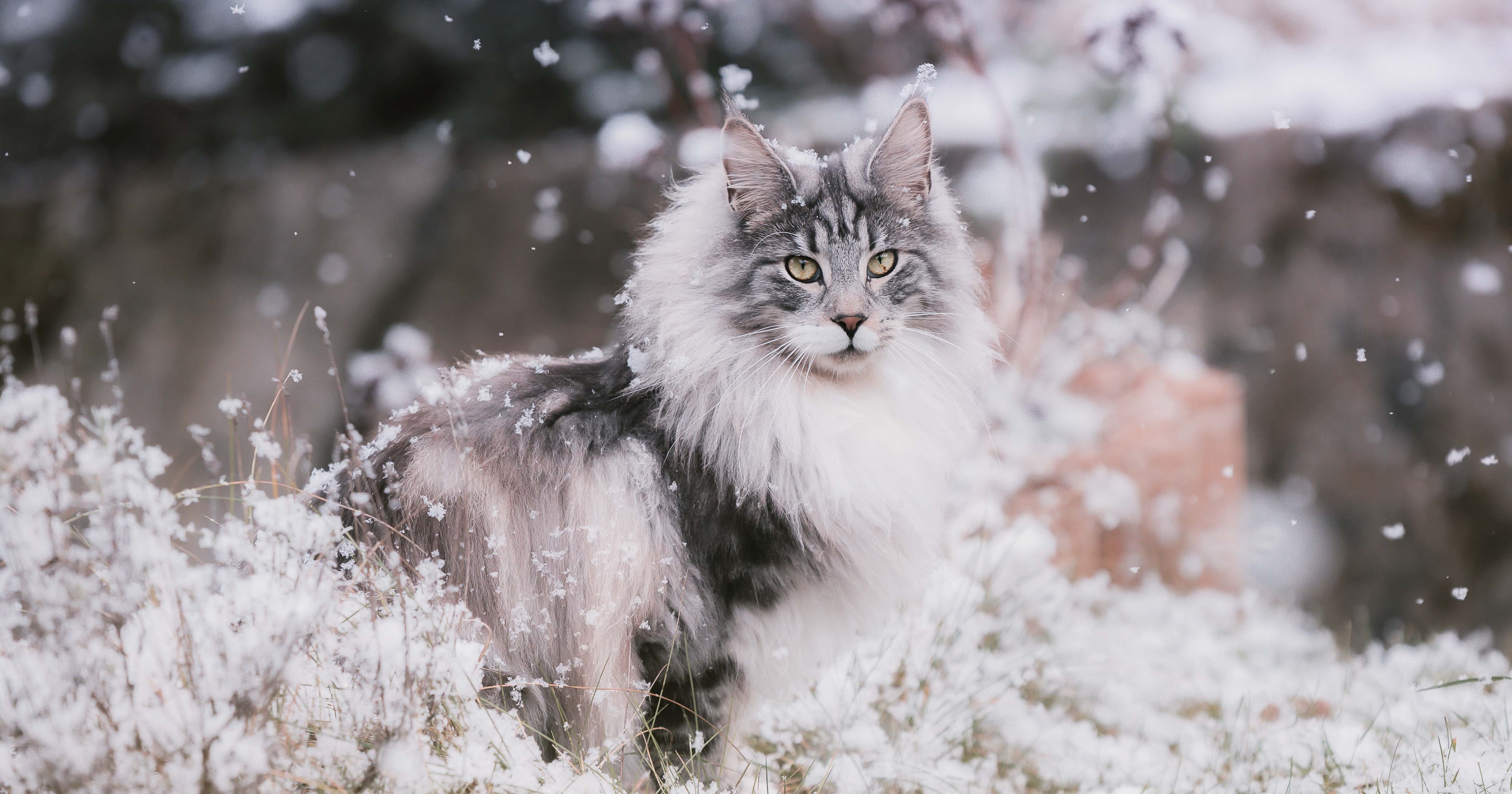 Cat Breeds Made For Winter Weather | Taste Of The Wild