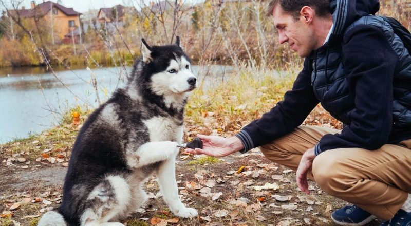 Красивата история за любовта между човек и куче ни запознава