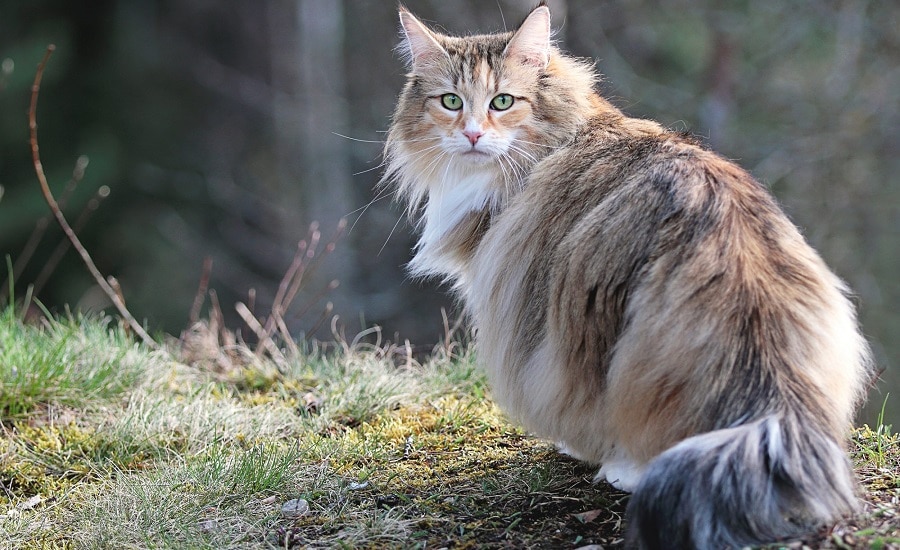 Norwegian Forest Cat Breed Information, History, Characteristics & Facts - Siamese Of Day