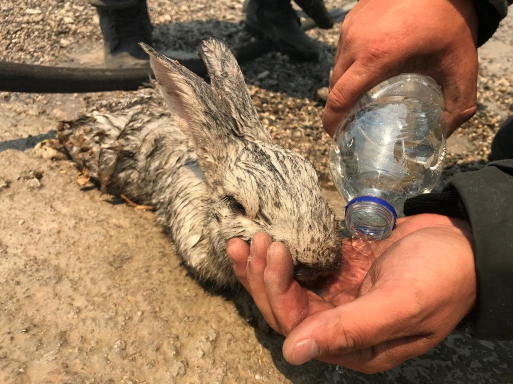 Румънски пожарникар дава вода на заек, спасен от горски пожар на остров Родос, Гърция, 24 юли 2023 г.