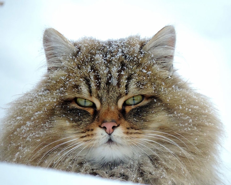 Millions” of Majestic Siberian Cats Live in Couple's Farm-Turned-Catland