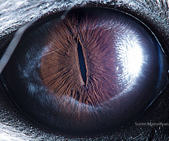 15-close-up-photos-that-prove-how-unique-animal-eyes-are-01