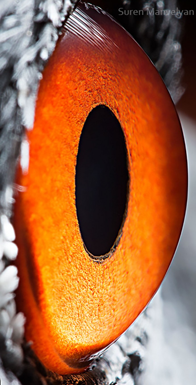15-close-up-photos-that-prove-how-unique-animal-eyes-are-02