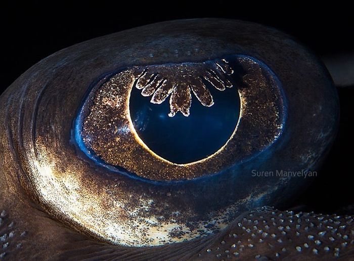 15-close-up-photos-that-prove-how-unique-animal-eyes-are-03