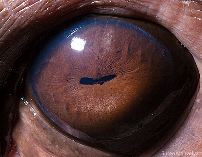15-close-up-photos-that-prove-how-unique-animal-eyes-are-04