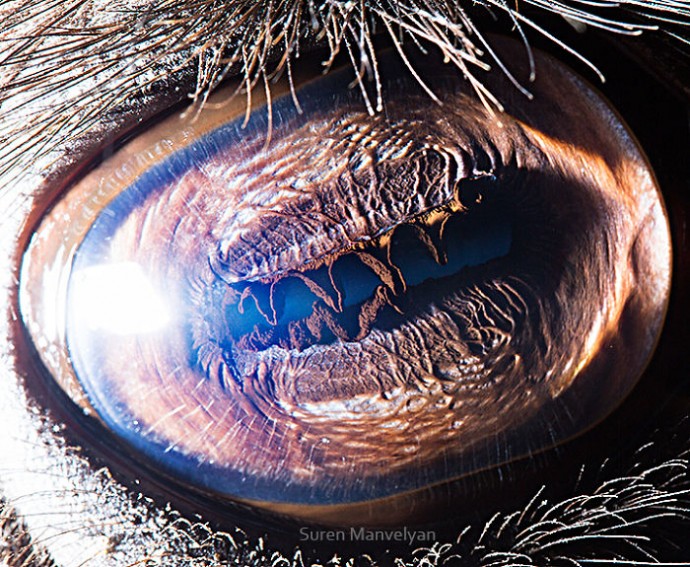 15-close-up-photos-that-prove-how-unique-animal-eyes-are-05