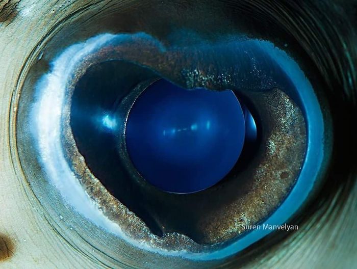 15-close-up-photos-that-prove-how-unique-animal-eyes-are-06