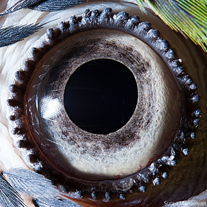 15-close-up-photos-that-prove-how-unique-animal-eyes-are-07