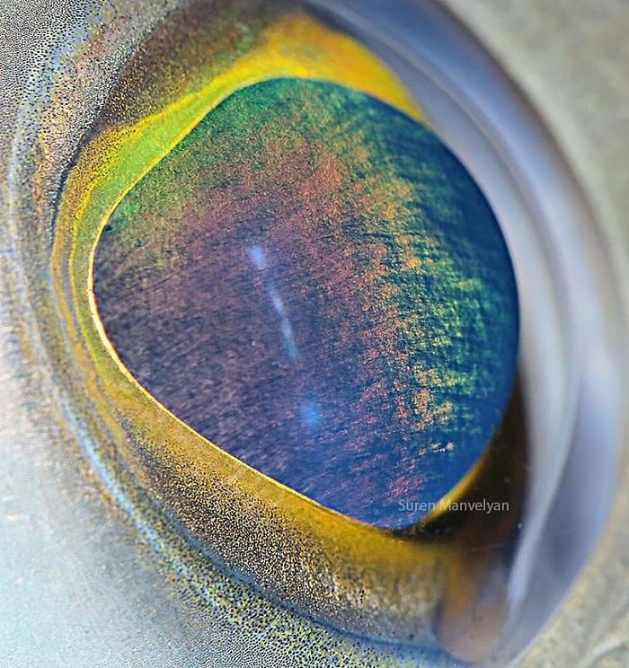 15-close-up-photos-that-prove-how-unique-animal-eyes-are-08