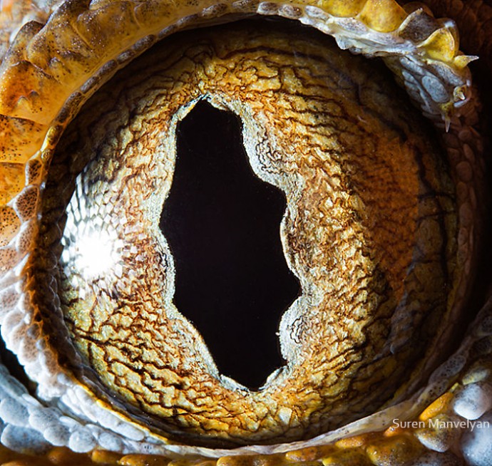 15-close-up-photos-that-prove-how-unique-animal-eyes-are-09