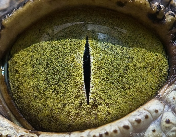 15-close-up-photos-that-prove-how-unique-animal-eyes-are-10