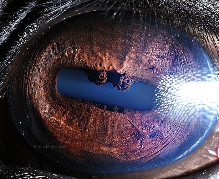 15-close-up-photos-that-prove-how-unique-animal-eyes-are-11