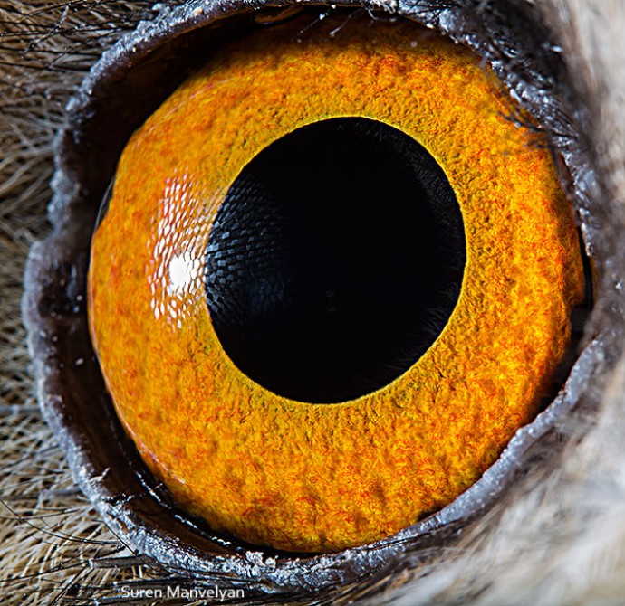 15-close-up-photos-that-prove-how-unique-animal-eyes-are-12
